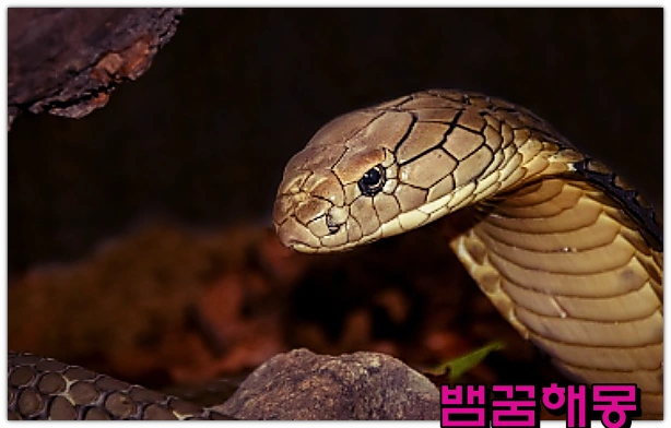 뱀꿈-뱀이행동하는꿈-3