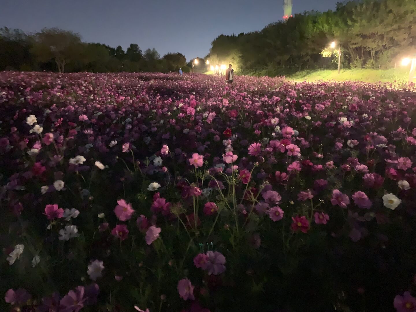 하늘공원-주차