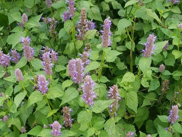 방아, 배초향 꽃차 만들기 (배초향 효능, 재배법, 활용법)