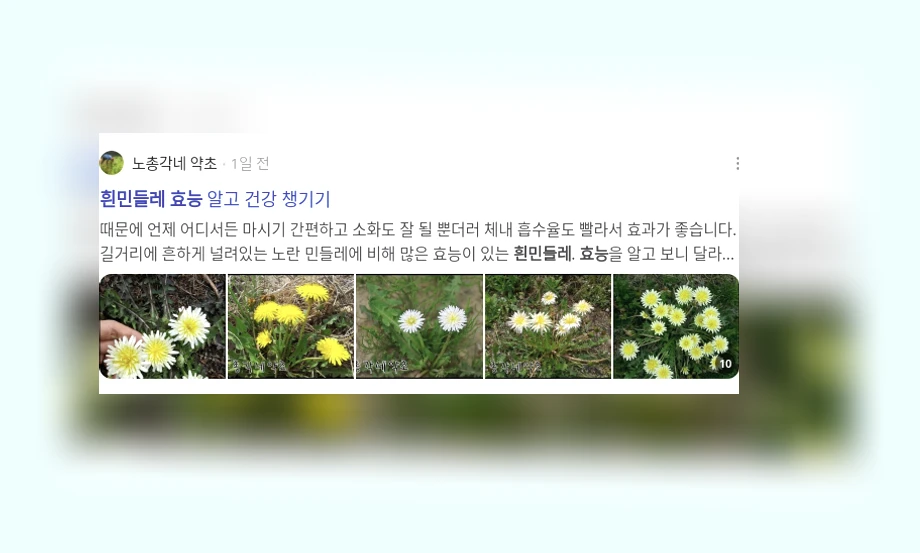 흰민들레 효능_2_subsection