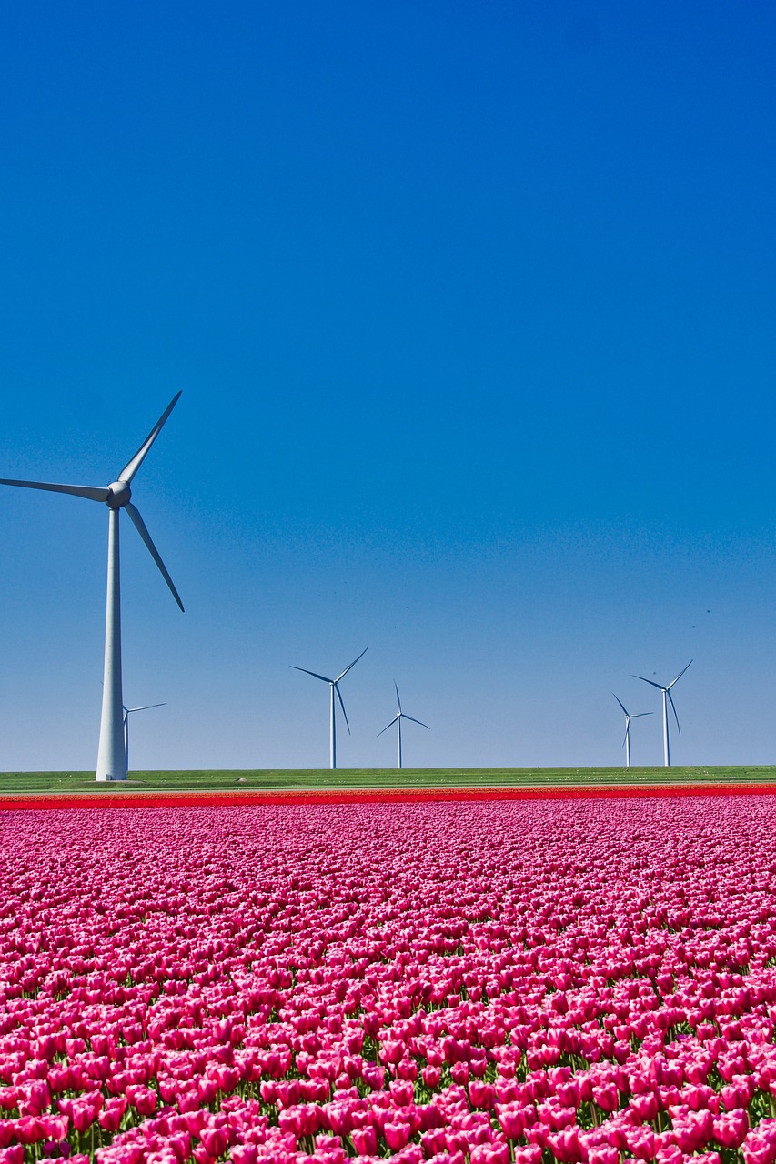 에버랜드 튤립 축제 2025년 봄꽃 명소