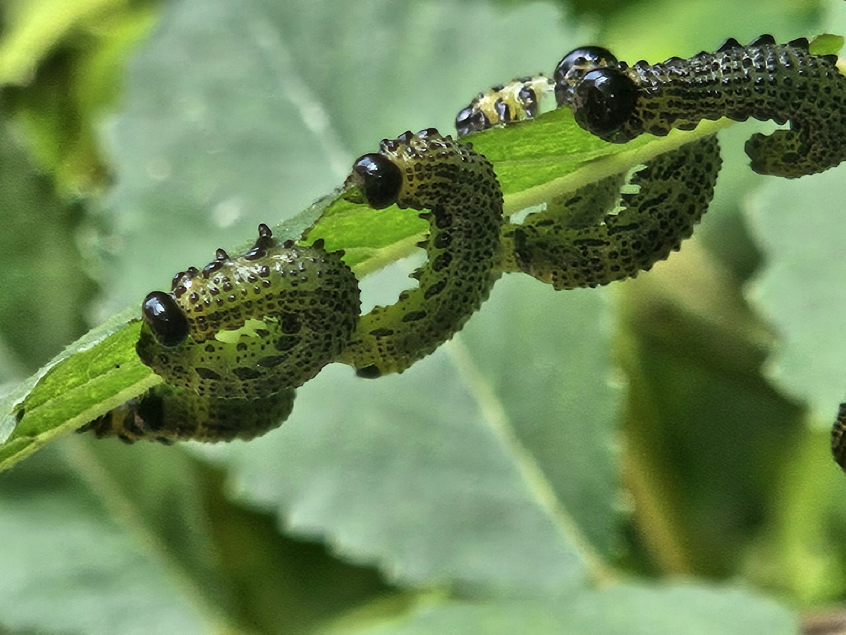 홍가슴루리등에잎벌6