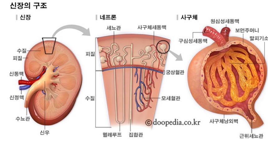 신장의구조