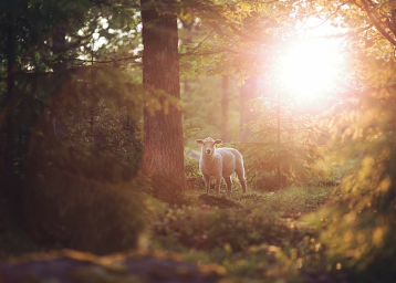 베스트셀러 소설 속 희귀 생명체 (베르베르, 하루키, 움베르토 에코)