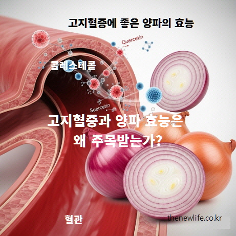 고지혈증과 양파 효능, 퀘르세틴 성분이 혈관 건강과 콜레스테롤 수치 개선에 도움을 주는 과학적 근거를 보여주는 이미지