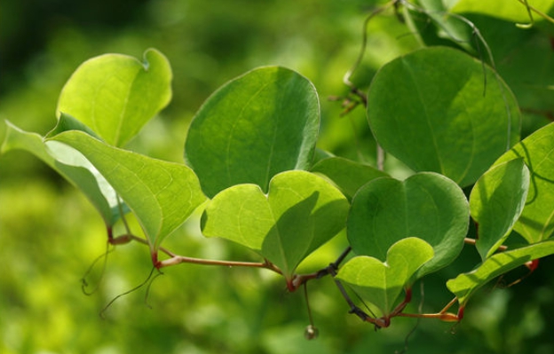 한국의 떡 종류 망개떡-청미래잎