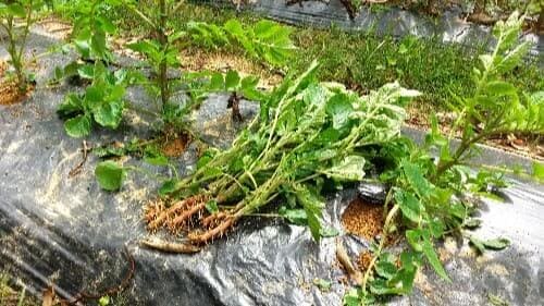 가을-홍감지-빨간감자-재배법-북주기-감자-순지르기