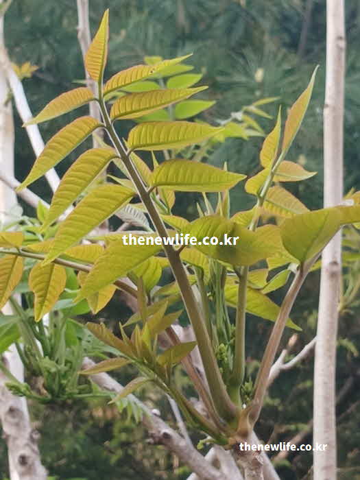 가죽나물 효능 혈관 건강 루틴