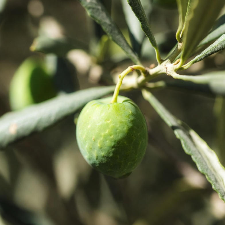 공복 올리브오일 효능