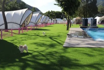 포천애견글램핑 포천 애견식당 당일치기 글램핑 해피캠핑 바베큐 바우어캠프 포천 완벽 체험_19