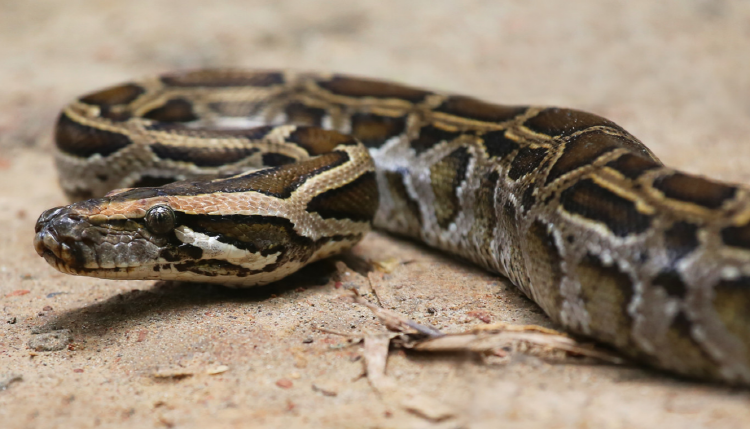 아침고요 동물원