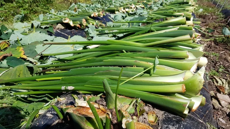 토란대줄기 수확시기토란대 말리는 방법까지 안내_1