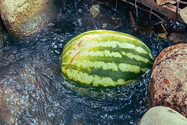 여름 과일 수박 자르는 방법
