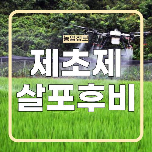 제초제 살포 후 비가오면?