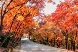팔공산 단풍 명소