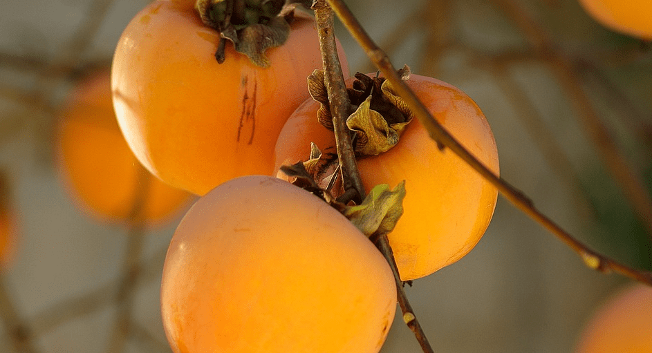 감 효능에 관련된 감 사진 - 2