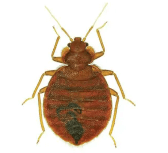 여행중빈대(베드버그)피하는법-빈대특성분석