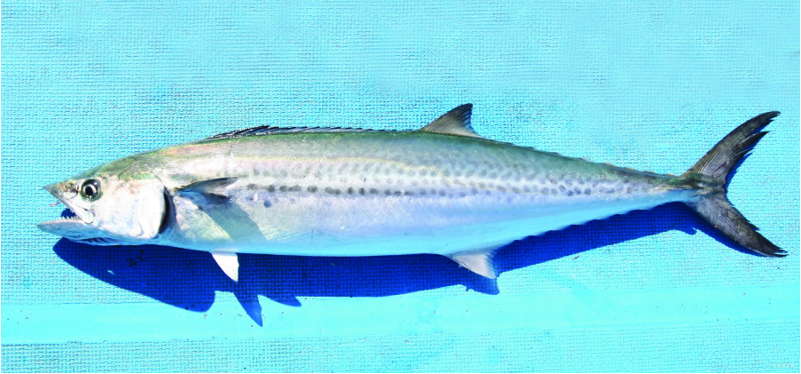 가을-제철-음식-삼치