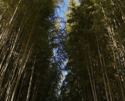 가을여행 단풍 기차여행 추천