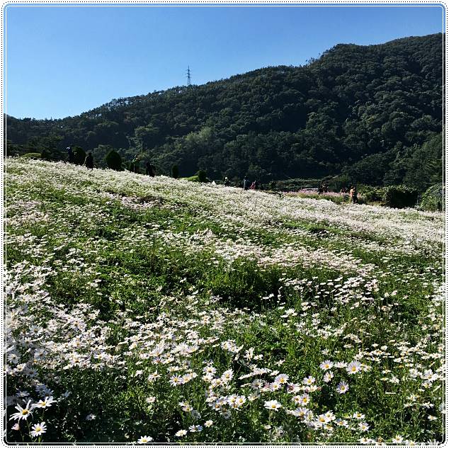 정읍구절초축제