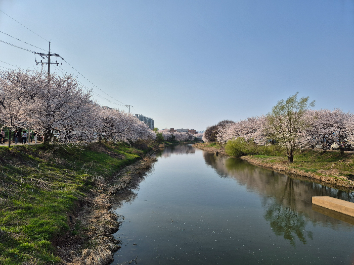 황구지천 벚꽃길2