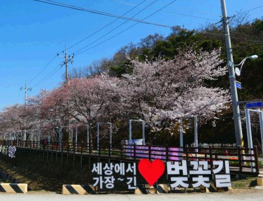 벚꽃명소