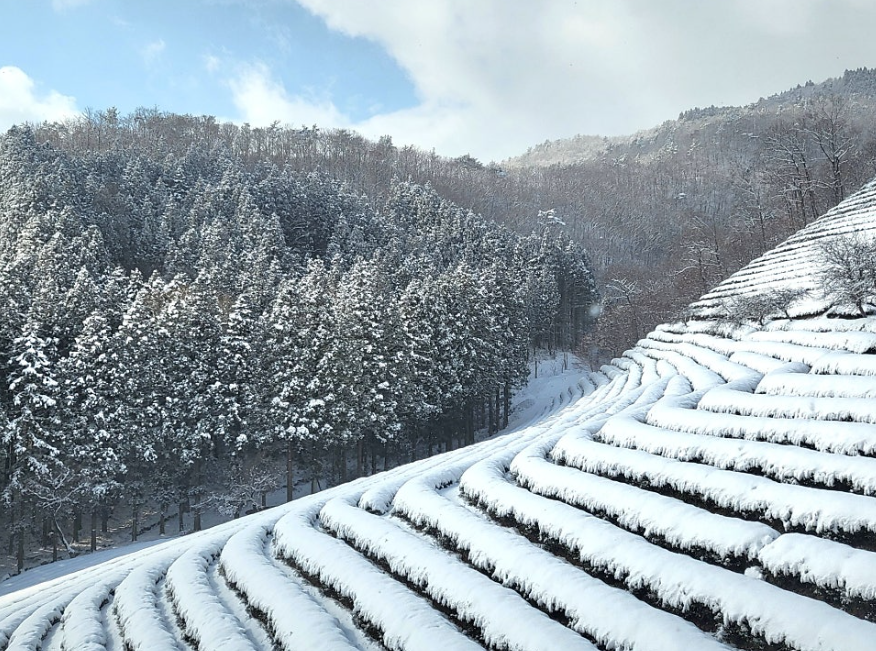 보성 녹차밭 겨울1