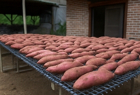고구마 수확시기