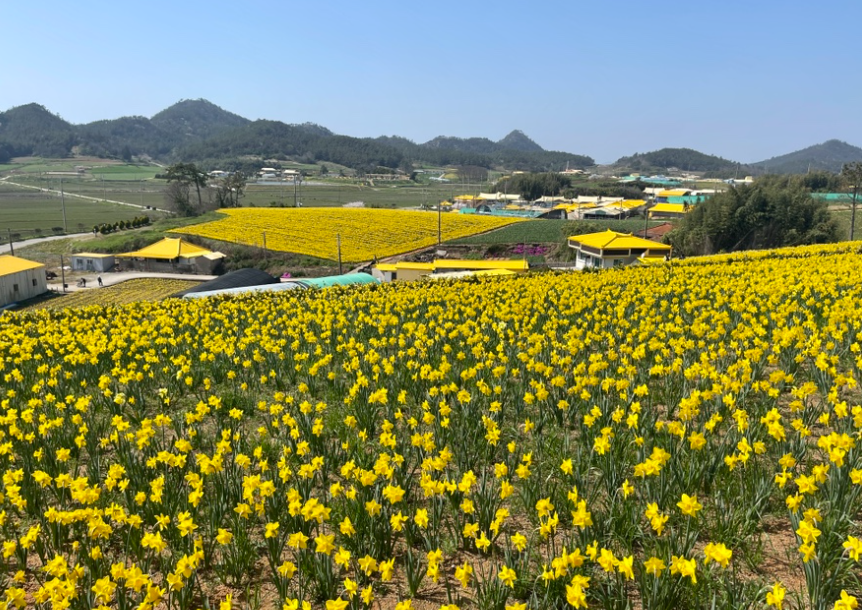 수선화