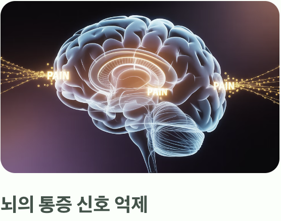 통증을 잊게 하는 '천연 마취제'