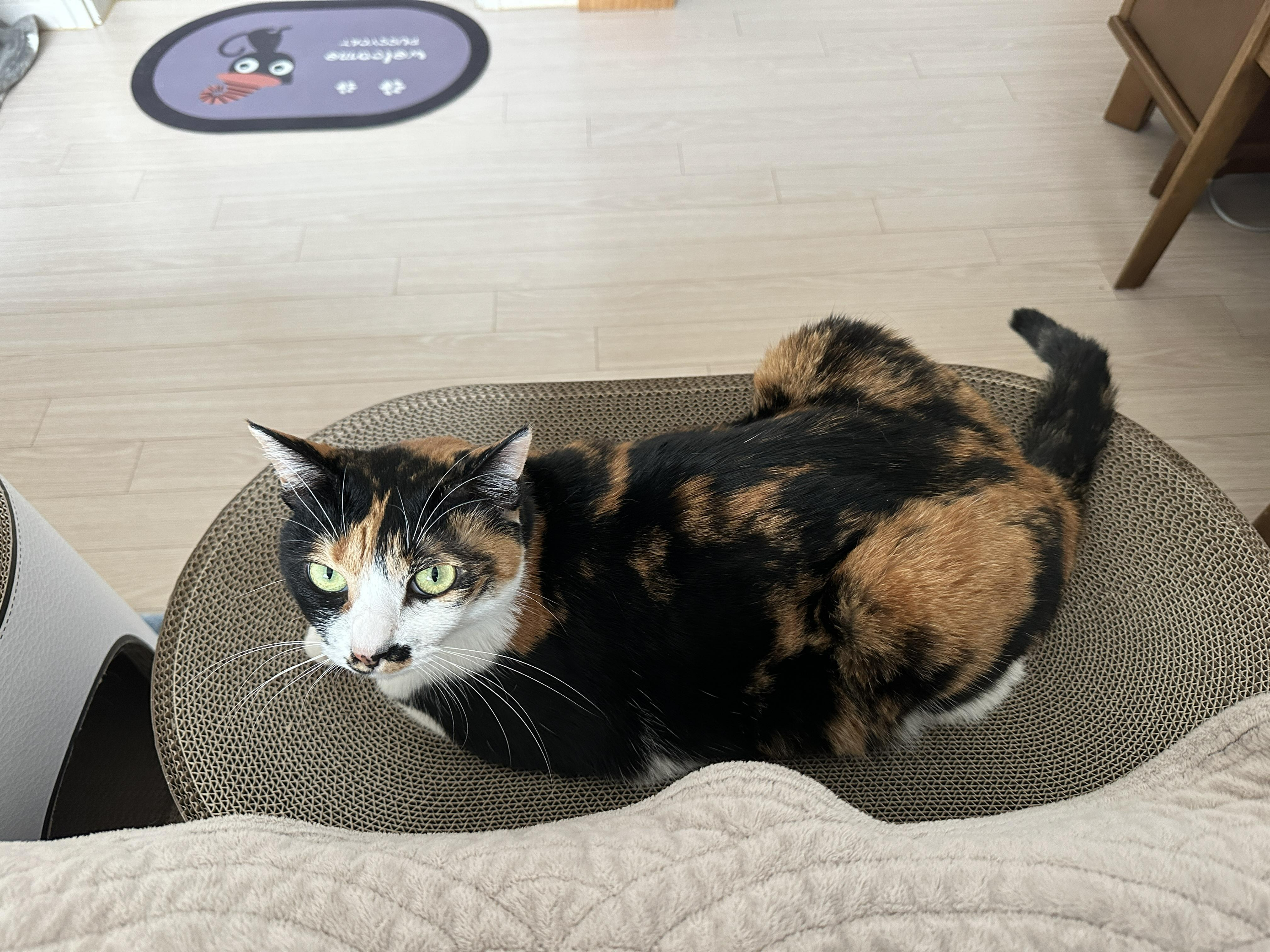 새_스크래쳐_위에서_엄마랑_눈맞추는_삼색이고양이_다다