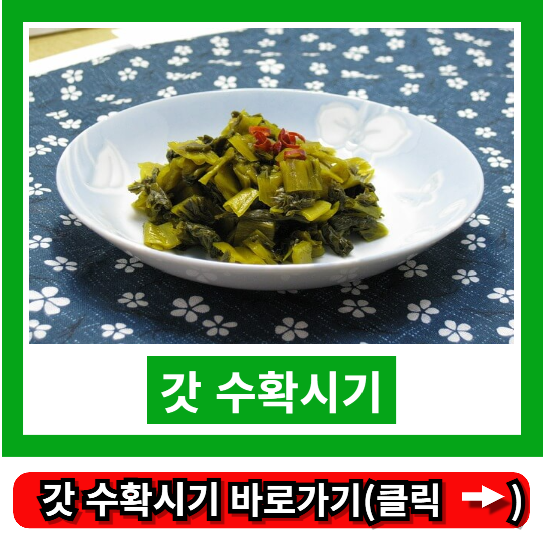 갓 수확시기