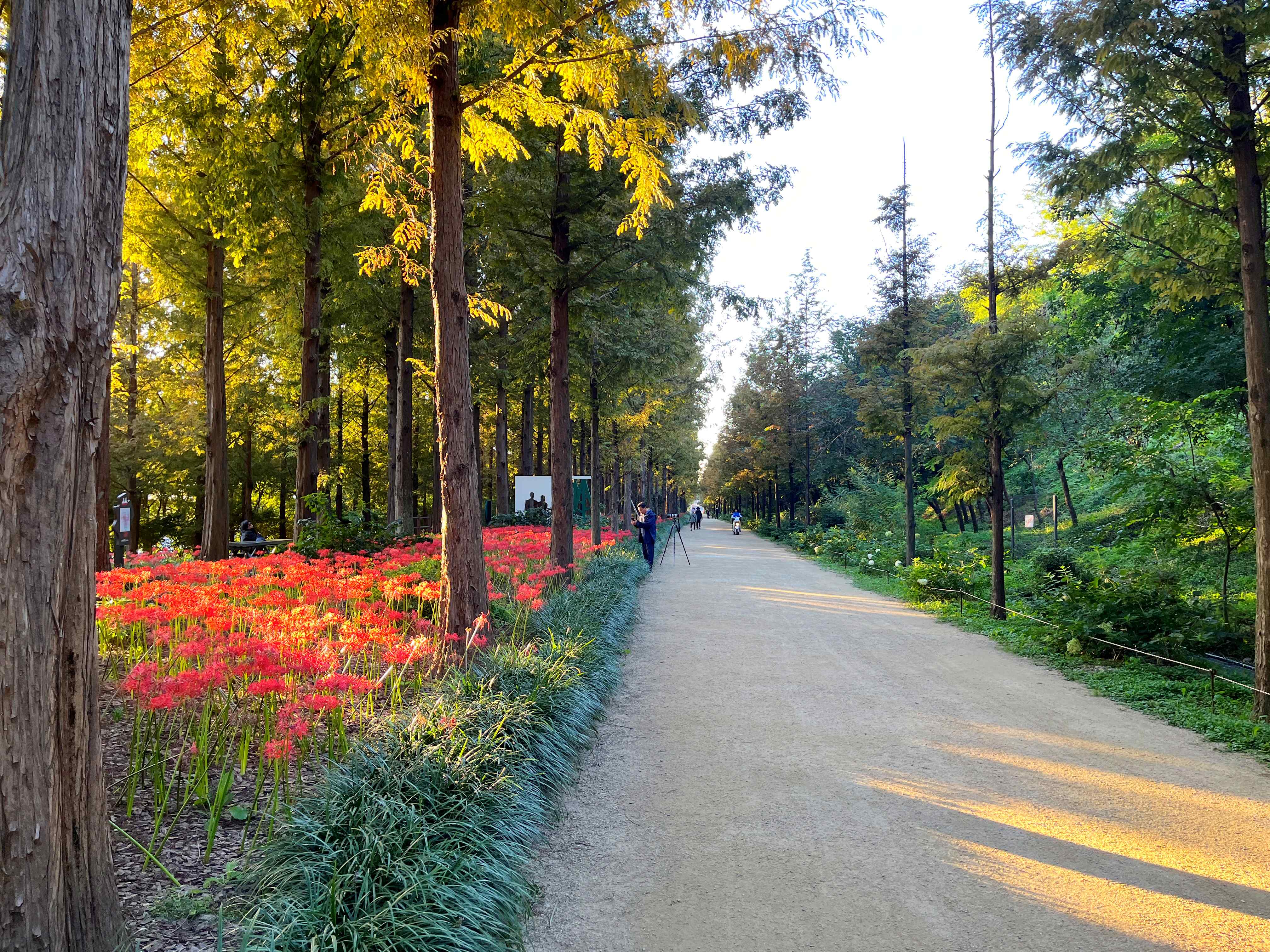 하늘공원 메타세쿼이아길 꽃무릇 시인의 거리