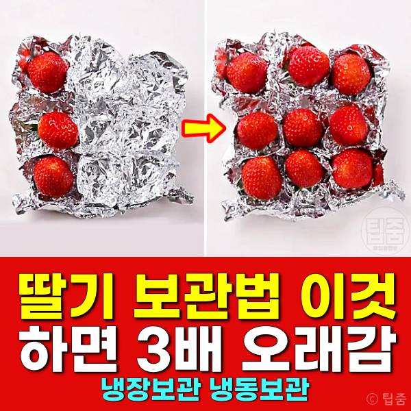 딸기 보관법 딸기보관기간 딸기냉장보관 딸기냉동보관법