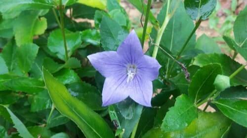 도라지꽃-청도라지꽃