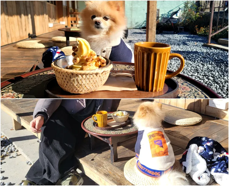 강냉이소쿠리-디저트맛집-강아지