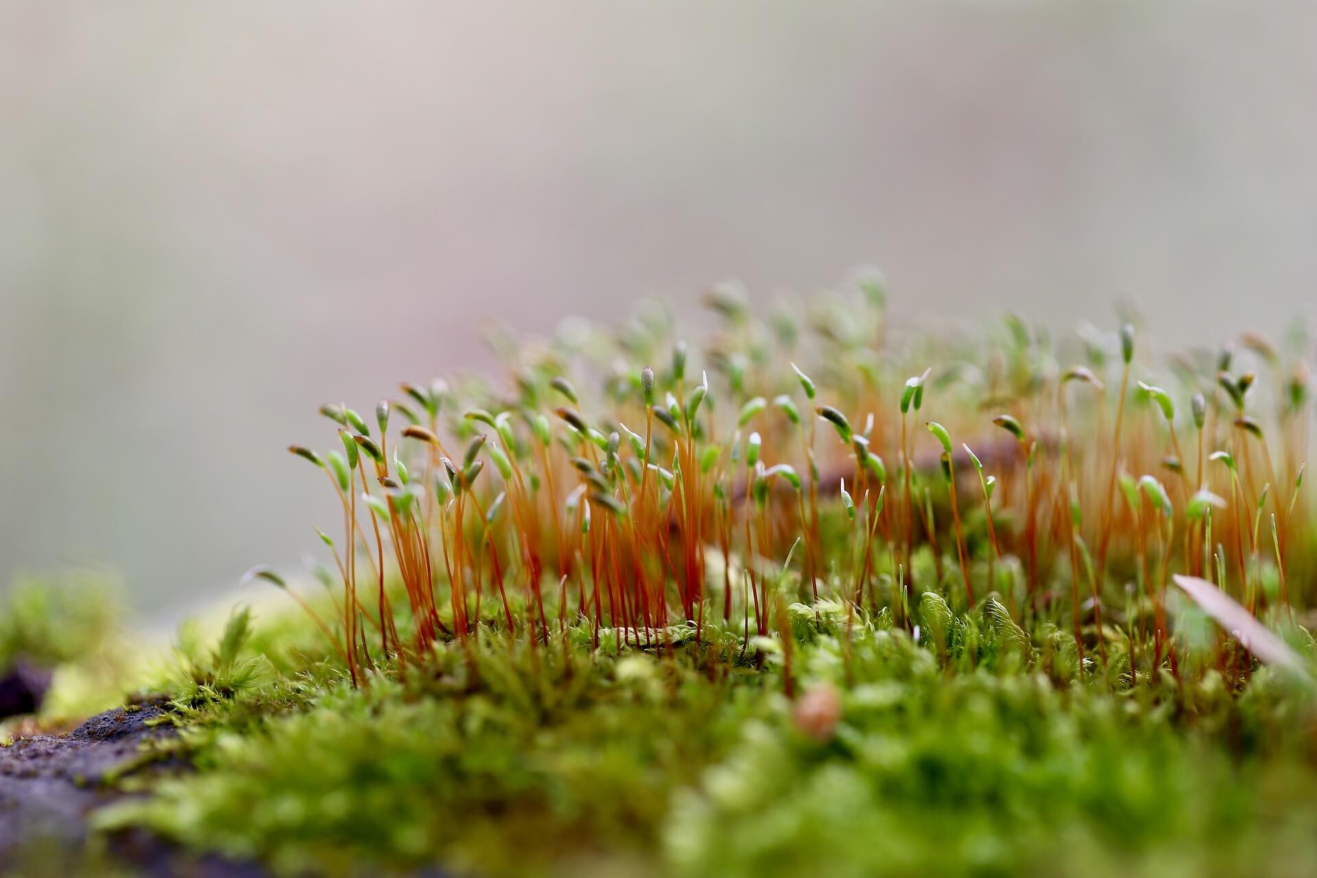 멸종위기 동식물과 양치식물 숲 바닥에서 시작되는 위험 신호