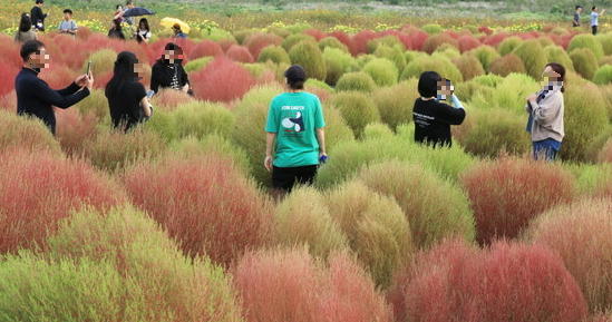경기도 연천 임진강 댑싸리공원 가을꽃 축제