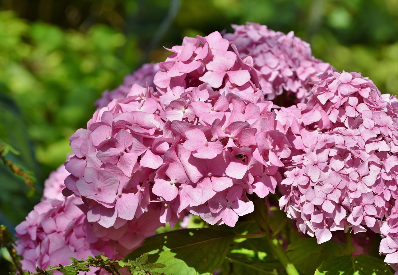 당진 삼선산 수목원 수국 개화
