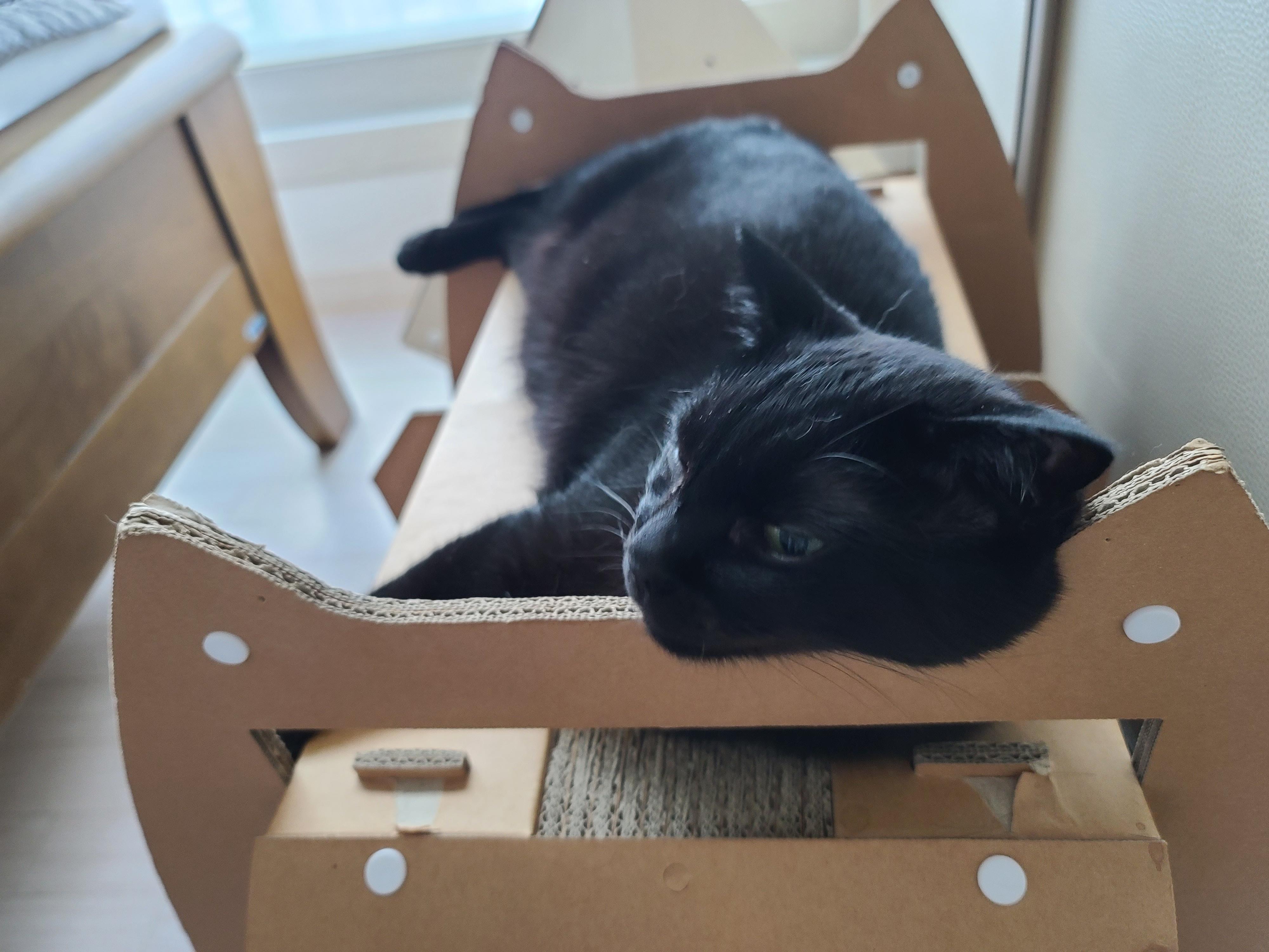 비오는 아침 아홉냥이네 고양이들.