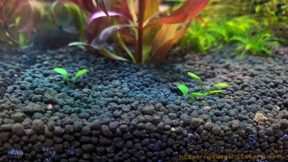 백점병 치료약 투입 파란색으로 변하는 물