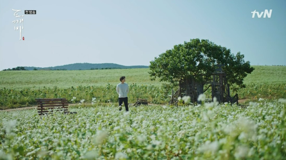 고창청보리밭축제