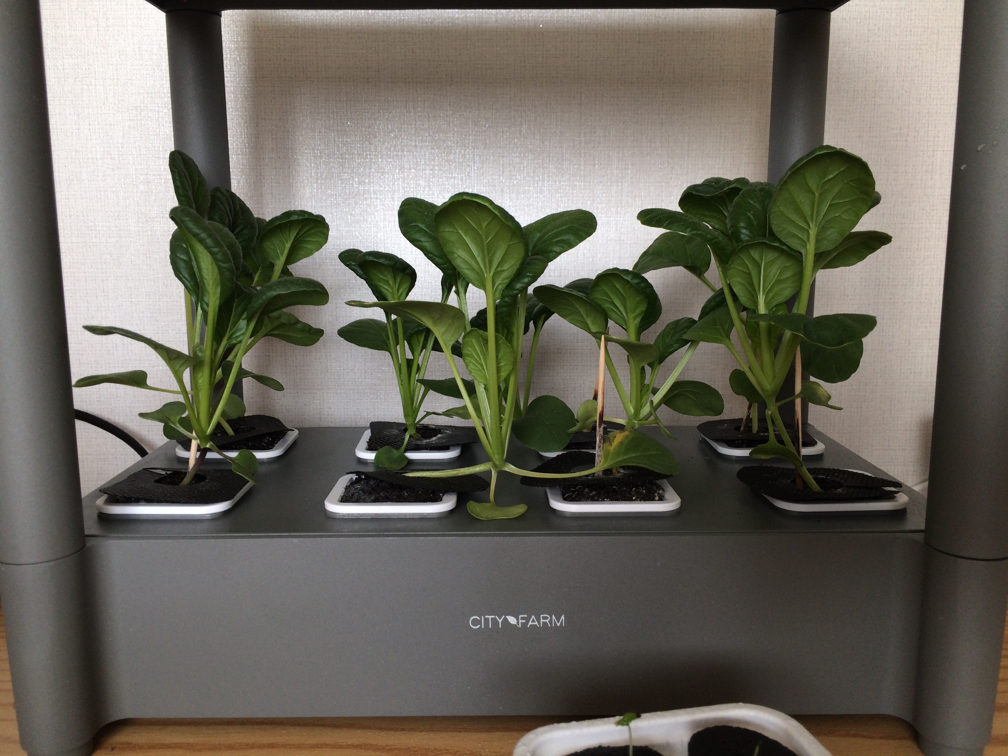 집에서 시작하는 수경재배 방법