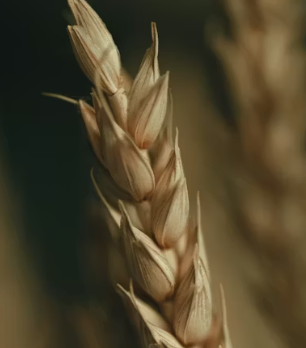 카무트 효소 효능 및 먹는법 총정리