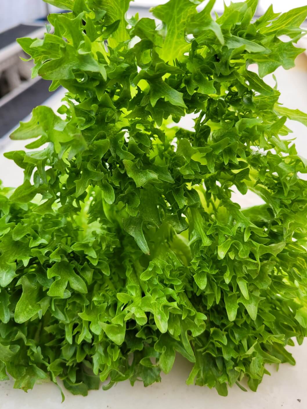 크리스피아노(프릴아이스)