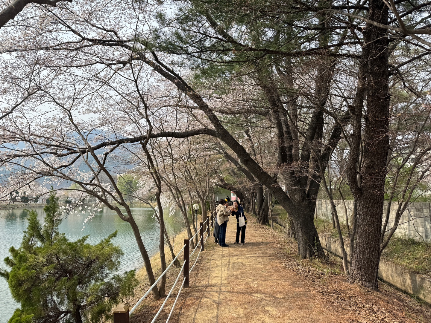 청평 벚꽃축제