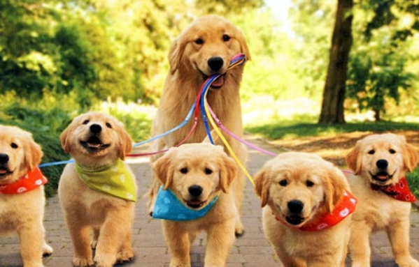 반려견과 산책하기 좋은 명소 5곳