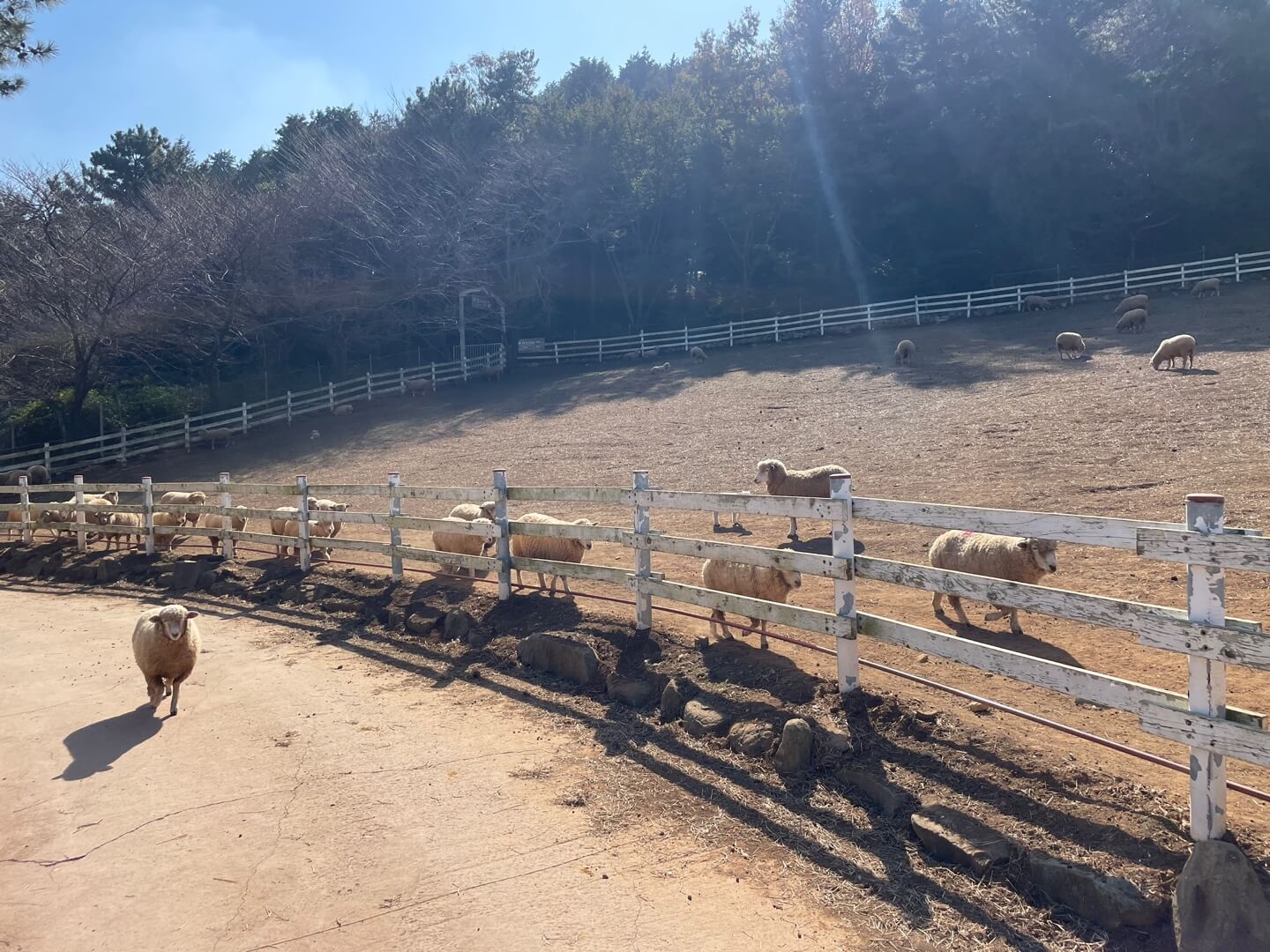 남해 상상양떼목장