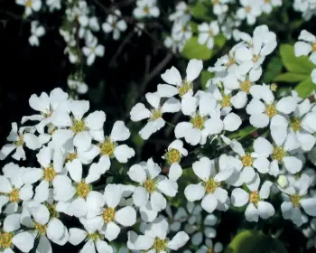 이팝나무 조팝나무 차이_1