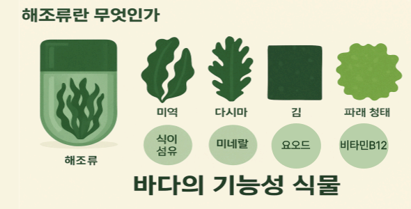 해조류– 바다의 기능성 식물